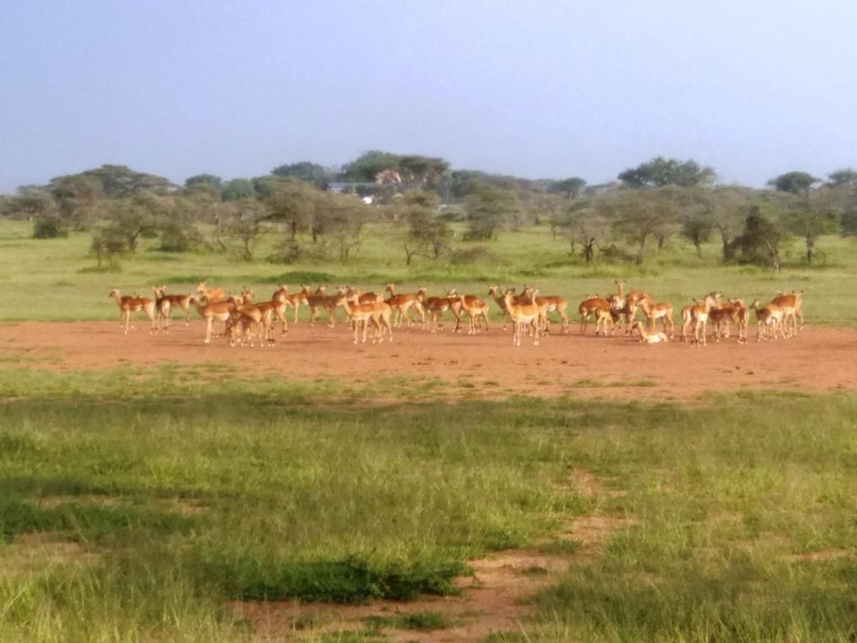 Seronera Wildlife Lodge Σερενγκέτι Εξωτερικό φωτογραφία
